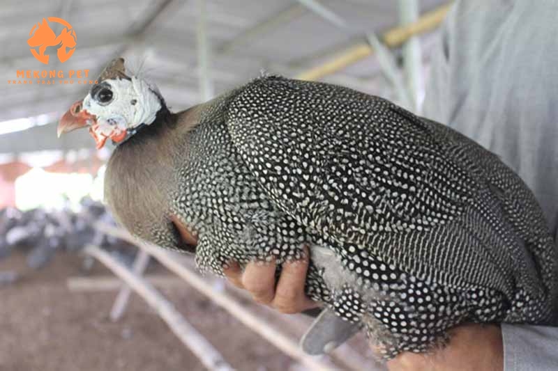 Cận cảnh bé gà sao tại trang trại nuôi gà sao Mekong Pet